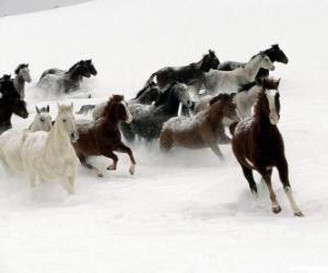Układanka Stado koni jazdy na śniegu