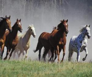 Układanka Stado koni w Prairie