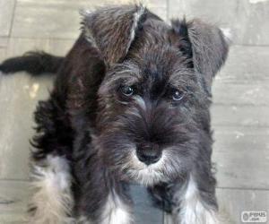 Układanka Standard Schnauzer szczeniak