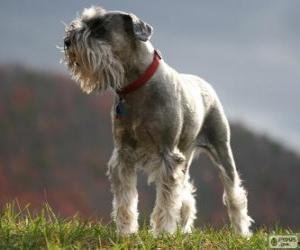 Układanka Standard Schnauzer