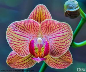 Układanka Storczyk Phalaenopsis