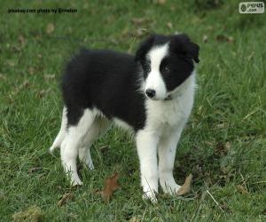 Układanka Szczeniak Border Collie