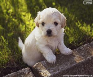 Układanka Szczeniak Shih-poo