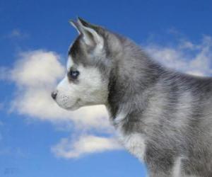 Układanka Szczeniaka, Siberian Husky