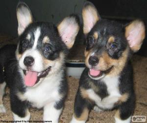 Układanka Szczeniaki Welsh Corgi Cardigan