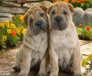 Układanka Szczenięta Shar Pei