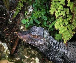 Układanka Szef krokodyla czyha na zdobycz wśród roślin