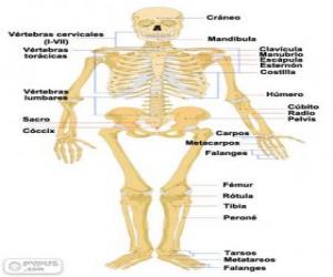 Układanka Szkielet człowieka. Kości ludzkiego ciała (hiszpański)