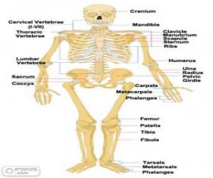 Układanka Szkielet człowieka. Kości ludzkiego ciała (angielski)