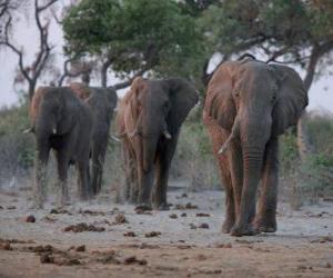 Układanka Słonie afrykańskie
