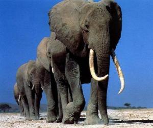 Układanka Słonie spaceru