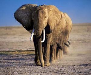 Układanka Słonie walking w wierszu