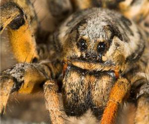 Układanka Tarantula, Ptasznikowate duży pająk z długimi nogami pełny włosów