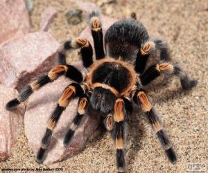 Układanka Tarantula