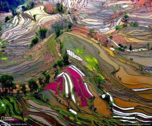 Układanka Tarasy z prowincji Yunnan, Chiny