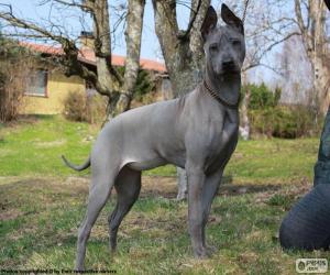 Układanka Thai Ridgeback