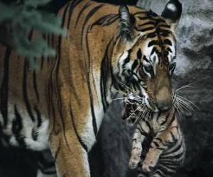 Układanka Tigre prowadzenia dziecko