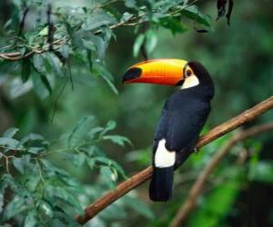 Układanka Toco Toucan