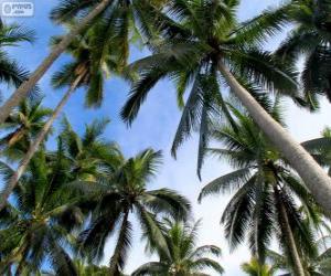 Układanka Tropical palms