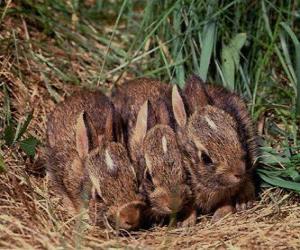 Układanka Trzy króliczki czeka na nią mama