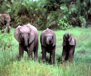 Układanka trzy małe słonie