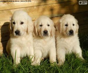 Układanka Trzy szczeniaki golden retriever