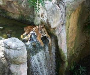 Układanka Tygrys dorosłych odpoczynku w potoku