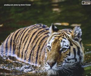 Układanka Tygrys w wodzie