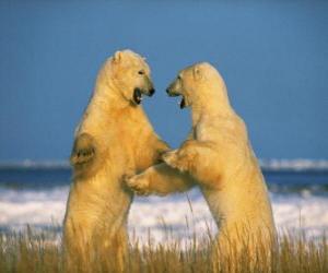Układanka Walka dwóch wielkich niedźwiedzi polarnych