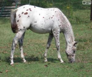 Układanka Walkaloosa koń w Stany Zjednoczone Ameryki