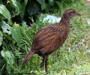 Układanka Weka