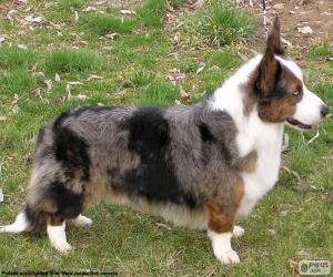 Układanka Welsh Corgi Cardigan