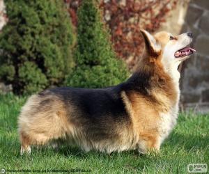 Układanka Welsh Corgi Pembroke