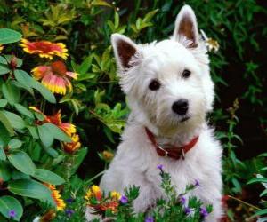 Układanka West Highland Terrier białe są rasy psów Szkocji znana osobowość i błyszczącej bieli