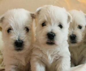 Układanka West highland white terrier szczenięta