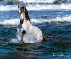 Układanka White horse na morzu