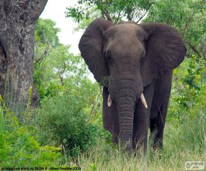 Układanka Wielki słoń w lesie