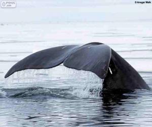 Układanka Wielki wieloryb ogonem