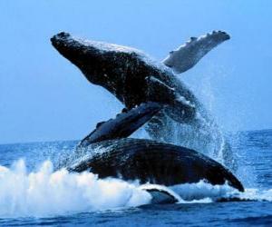 Układanka Wielorybów