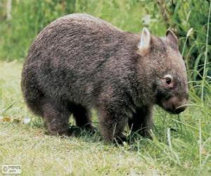 Układanka Wombatowate, wombaty