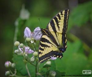 Układanka Wschodniej tiger swallowtail, motyl do wschodniej Ameryce Północnej