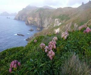 Układanka Wysp subantarctic, obejmujący wyspy Snares, Bounty, Antypodów, Auckland i Campbell, znajduje się w Oceanie Południowym, na południowy wschód od Nowej Zelandii.