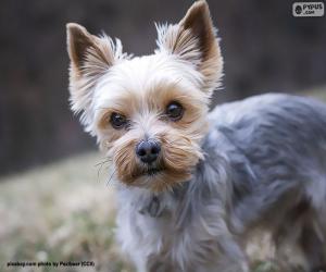 Układanka Yorkshire Terrier