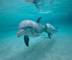 Układanka Z delfinem dziecka w morzu