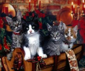 Układanka Śliczne kocięta na Boże Narodzenie