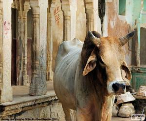 Układanka Święta krowa w Indiach