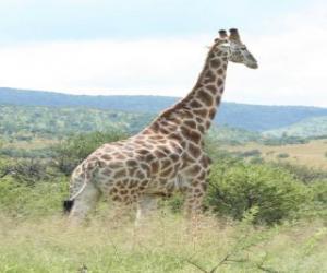 Układanka Żyrafa, patrząc na krajobraz