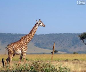 Układanka Żyrafa w krajobraz