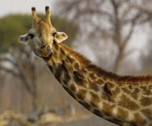 Układanka Żyrafa z niektórych ptaków w długiej szyi