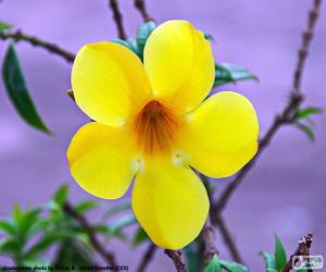 Układanka Żółty kwiat z pięciu płatków